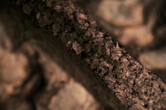 Imagen de Muerte al anochecer  - 10