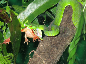 Imagen de Wild Taiwán: la isla de la selva - 4