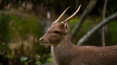 Imagen de Wild Taiwán: la isla de la selva - 7