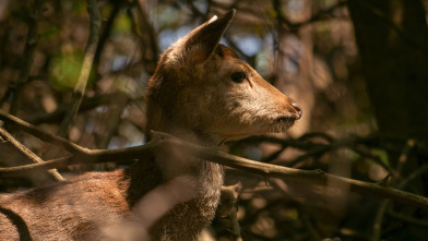 Wild Taiwán: la isla de la selva