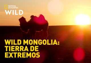 Wild Mongolia: tierra...: Pradera extrema