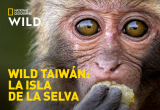 Imagen de Wild Taiwán: la isla de la selva - 2