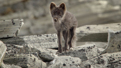 Imagen de Wild Ártico  - 4