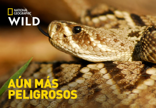 Aún más peligrosos: La guerra de los carnívoros