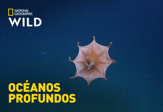 Imagen de Océanos profundos - 7
