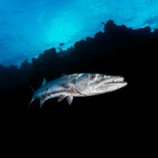 Imagen de De viaje: Pesca al límite en la isla de Orango - 3