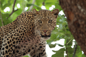 Cazadores de África 