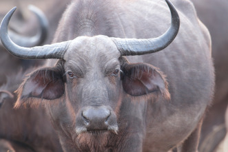 Cazadores de África 