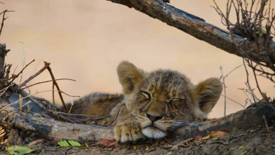 Cazadores de África 