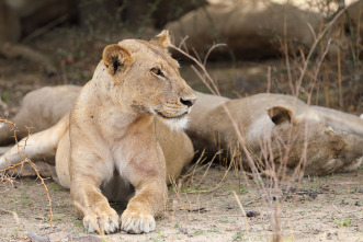 Cazadores de África 