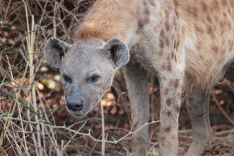 Cazadores de África 