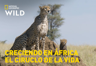 Creciendo en África: El círculo de la vida