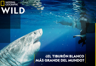 Imagen de ¿El tiburón blanco más grande del mundo?  - 2