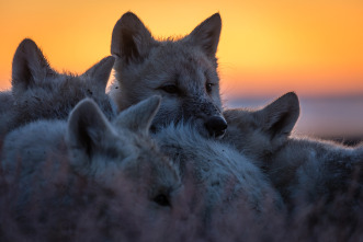 Imagen de El reino del lobo blanco  - 4