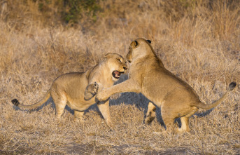 Imagen de Especial El club de la lucha animal  - 4