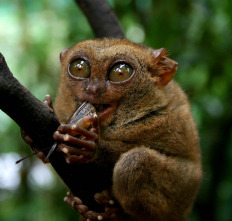 Imagen de Especial Los animales más raros del mundo  - 3