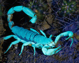 Imagen de Especial Los animales más raros del mundo  - 4
