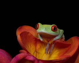 Imagen de Especial Los animales más raros del mundo  - 5
