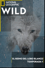 Imagen de El reino del lobo blanco: La última caza - 1