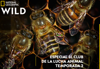 Imagen de Especial El club de la...: Modo bestia - 2