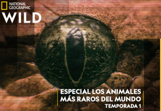 Imagen de Especial Los animales más raros del mundo  - 2