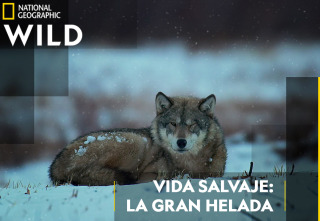 Imagen de Vida salvaje: la gran helada - 2