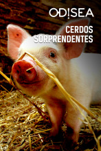 Cerdos sorprendentes