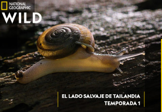 Imagen de El lado salvaje de Tailandia  - 2