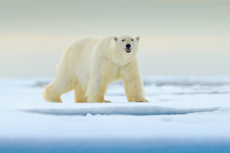 Imagen de Invierno animal - 4