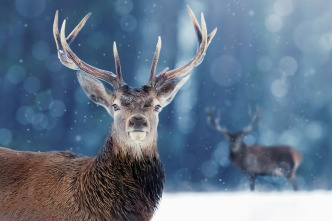 Imagen de Invierno animal - 3