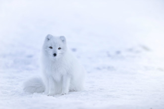 Imagen de Invierno animal - 5