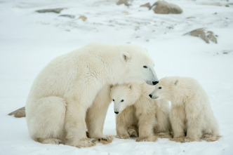 Imagen de Invierno animal - 6