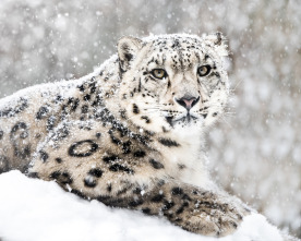 Imagen de Invierno animal - 7