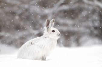Imagen de Invierno animal - 8