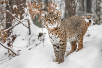 Imagen de Invierno animal - 9