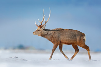 Imagen de Invierno animal - 10