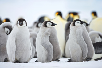 Imagen de Invierno animal - 12