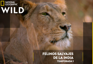 Imagen de Felinos salvajes de la...: El reino de los grandes felinos - 2