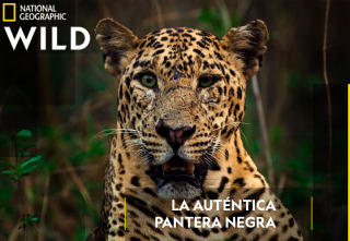 La auténtica pantera negra