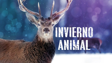 Imagen de Invierno animal - 2