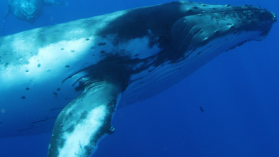 La sabiduría de la ballena