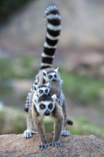 Imagen de Islas tropicales: Madagascar - 1