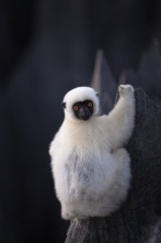 Imagen de Islas tropicales: Madagascar - 3