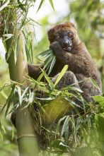 Imagen de Islas tropicales: Madagascar - 4