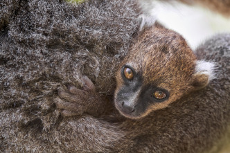 Imagen de Islas tropicales: Madagascar - 5