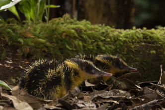 Imagen de Islas tropicales: Madagascar - 6