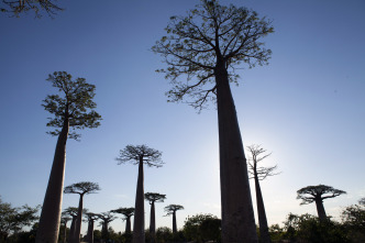 Imagen de Islas tropicales: Madagascar - 7