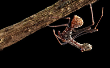 Imagen de Islas tropicales: Madagascar - 8