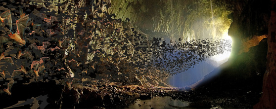 Islas tropicales: Borneo