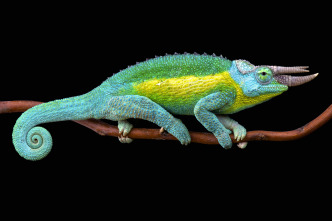 Imagen de Islas tropicales: Hawái - 7